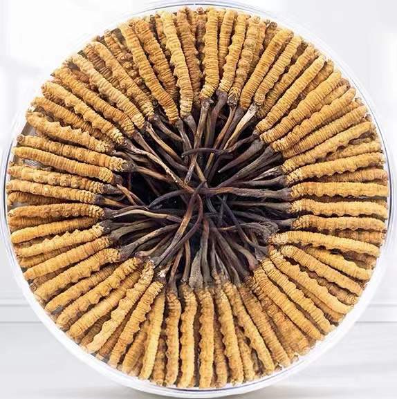 宿城冬虫夏草回收